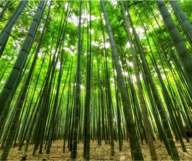 the bamboo tree short story